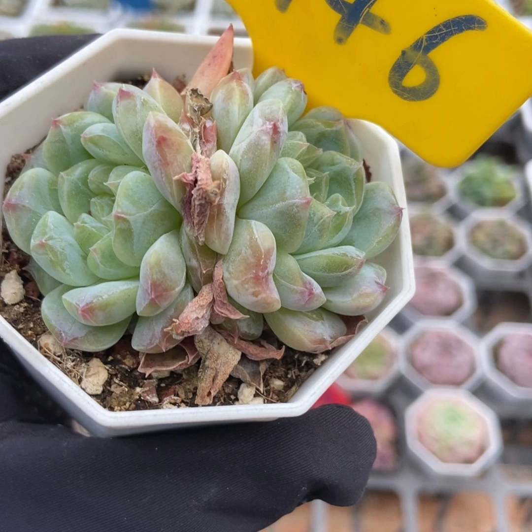 946冰魄多肉植物保护