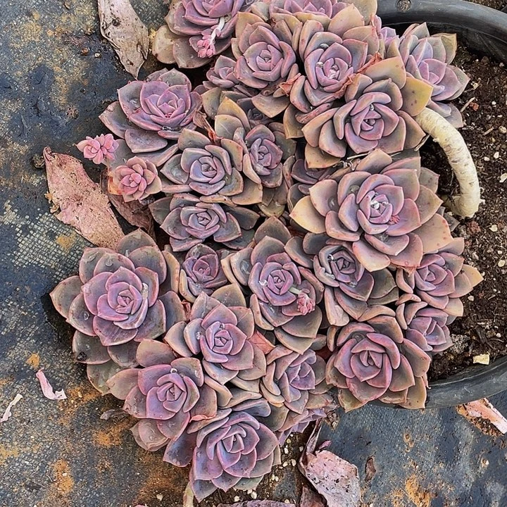 彩虹糖29.8多肉老桩群生