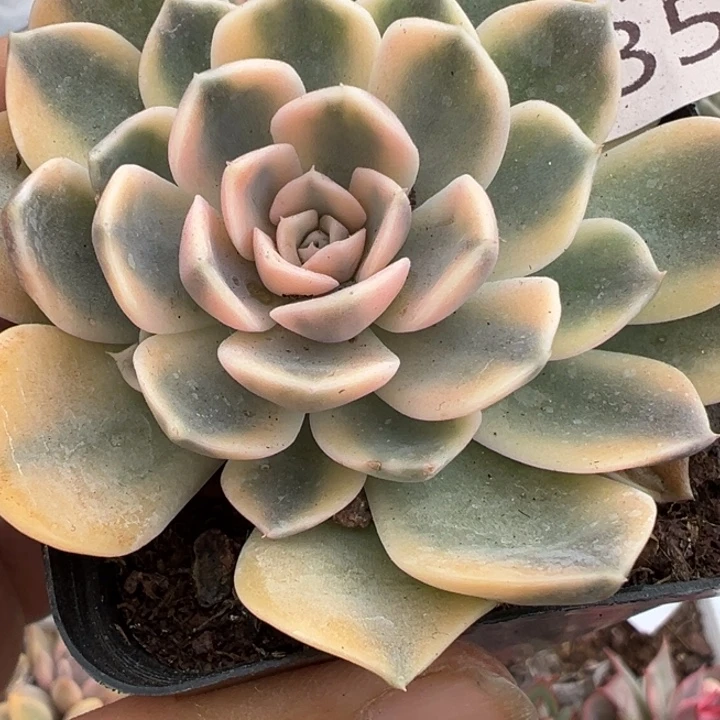 汉堡锦多肉植物1355