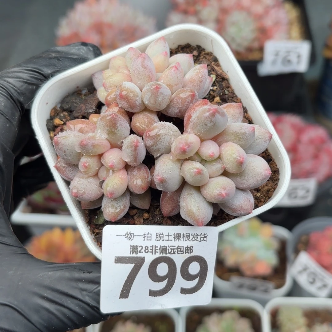 半夏四头无盆土发货