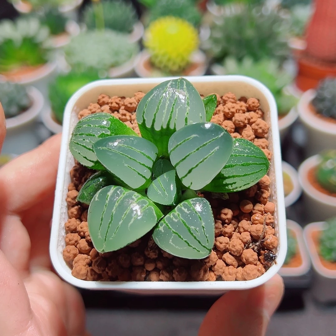 翠虎克多肉多肉多肉