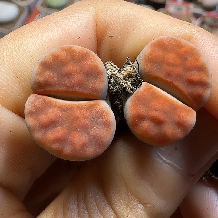 生石花111111。  383