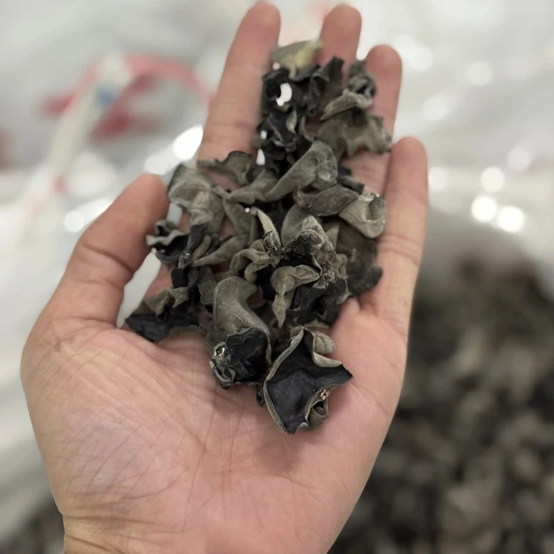 东北特产黑木耳无根肉厚新货秋木耳产地直采干货