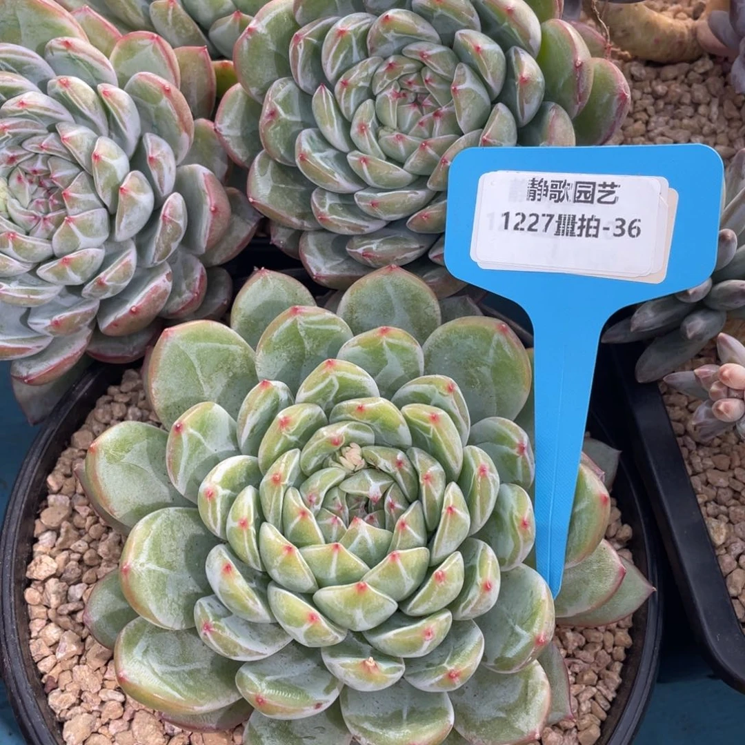 1227-36-雪花珍妮大单头一颗量拍