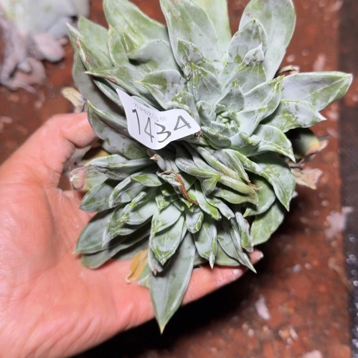 亚撒仙女杯多肉福利