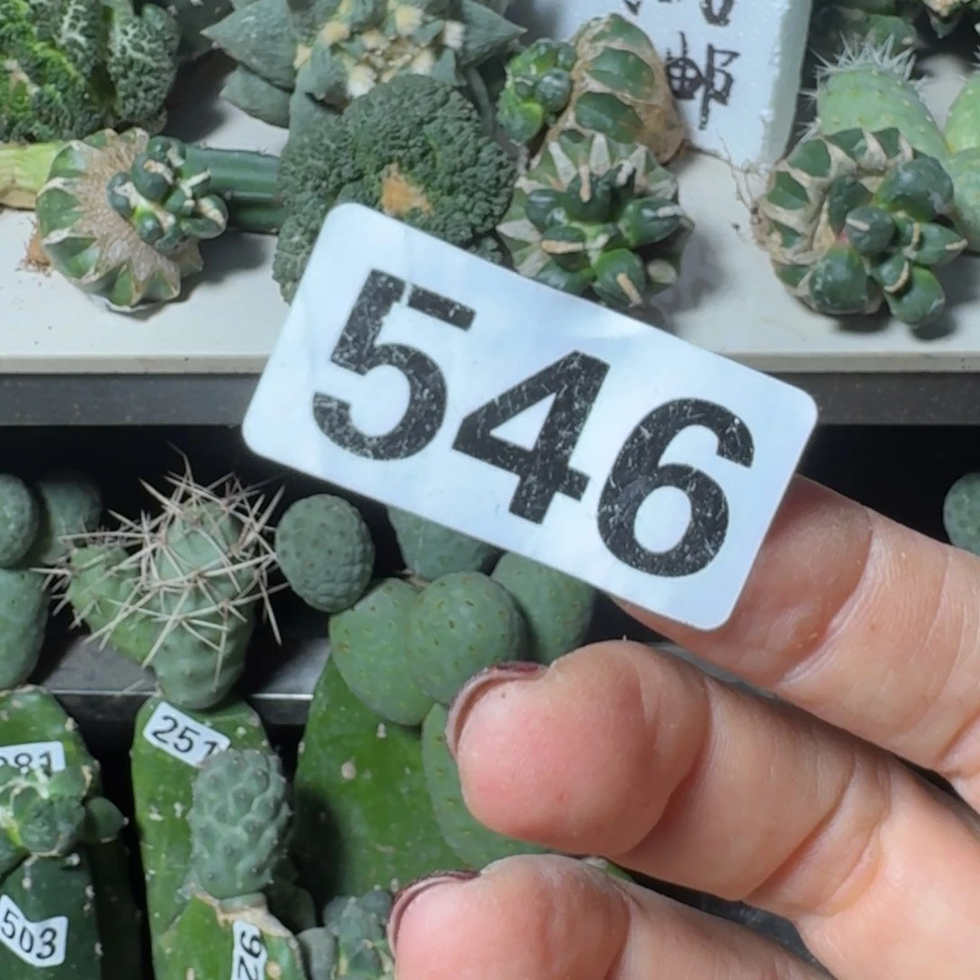 【闪购商品】无花朵无**主赤花娇丽546