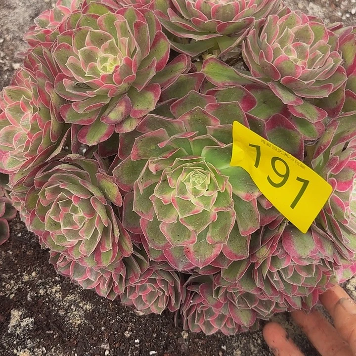 多肉植物福利191个