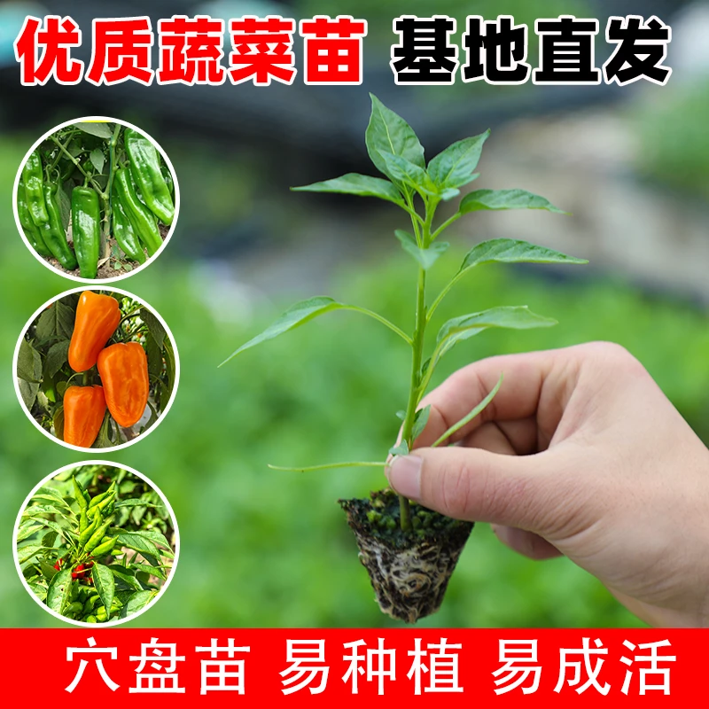 10棵辣椒苗番茄苗茄子苗蔬菜苗四季种植