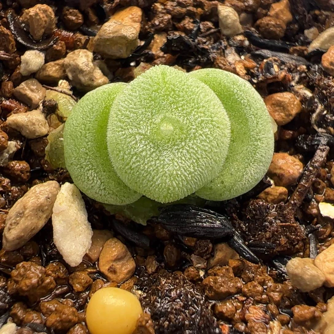 116多肉植物百科