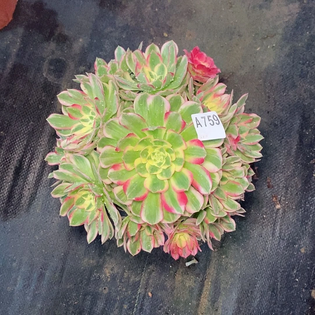 海仙759多肉111111