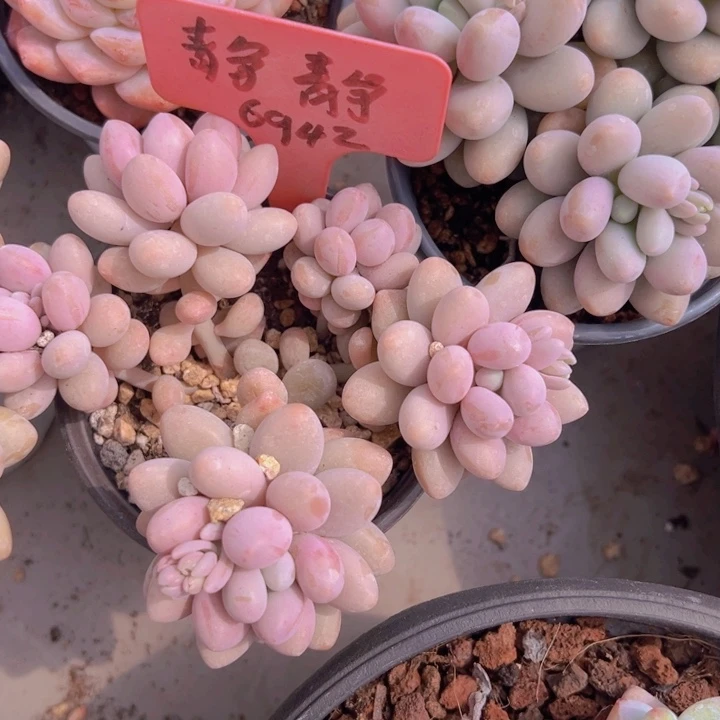 健健康康平平安安