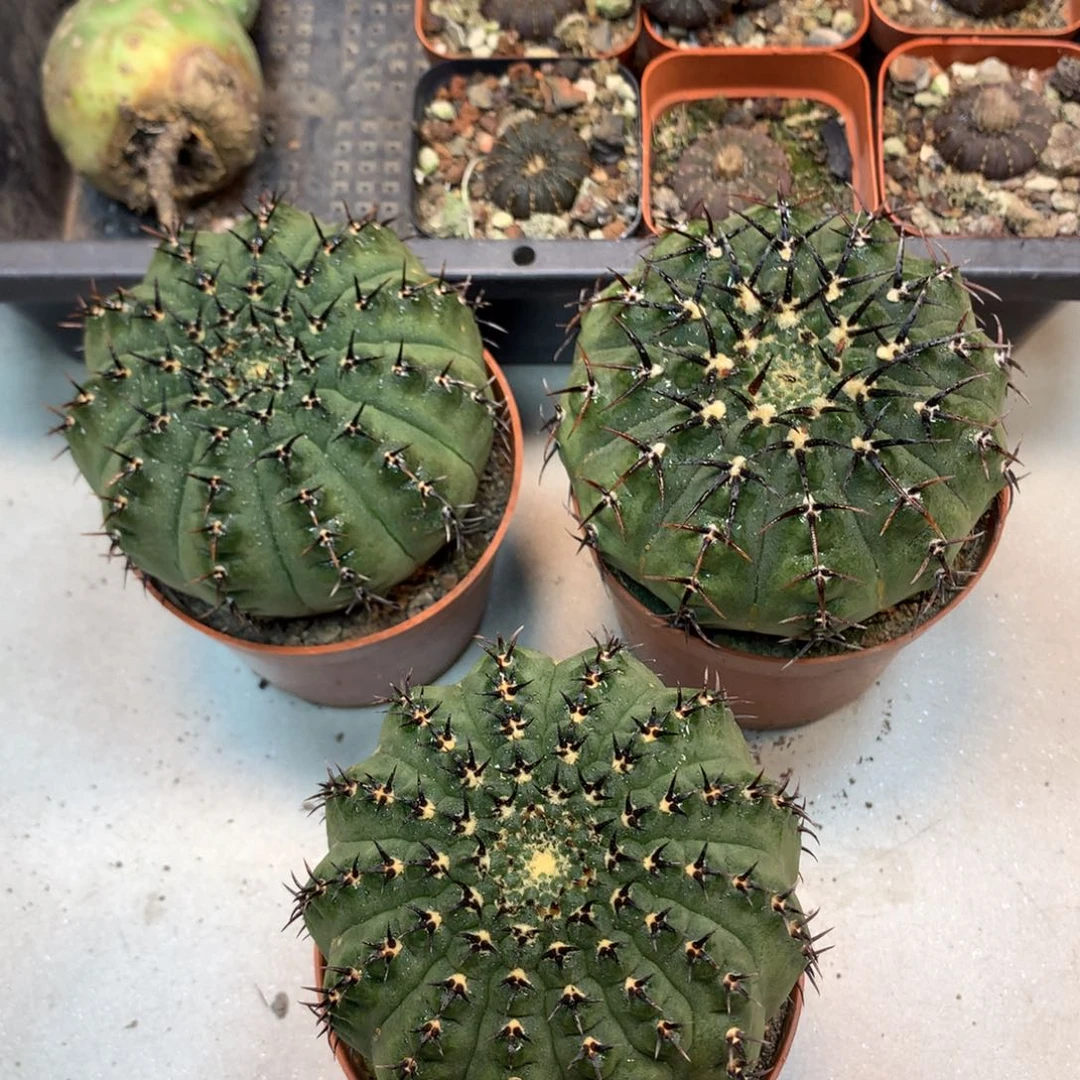 实生   黑刺凤头 球体7.8公分起发