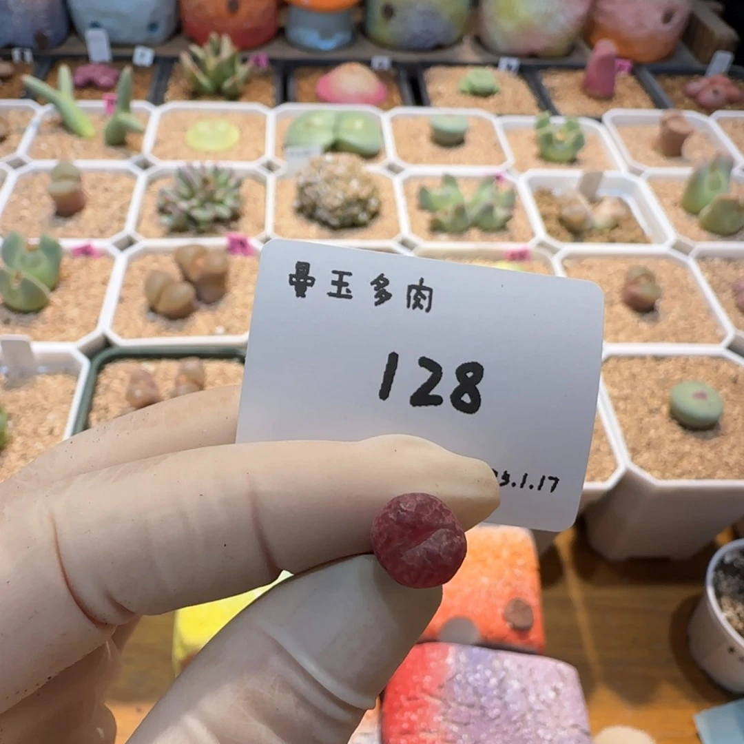 吧*。多肉多肉多肉1.17-128