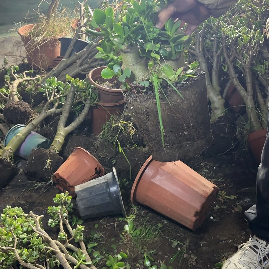 某***某5748青叶红边玉树带土球发货