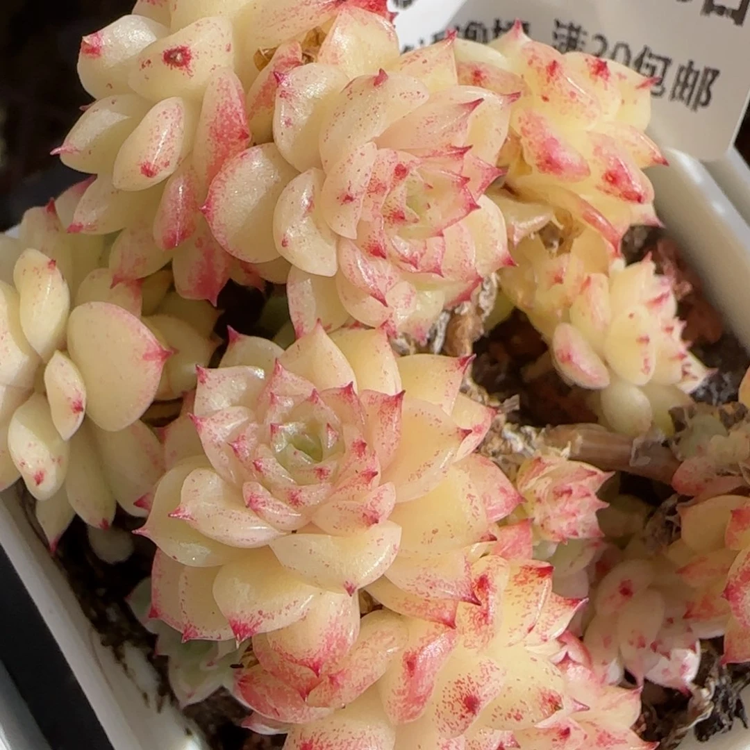 花语逸镜0130-628散无售后