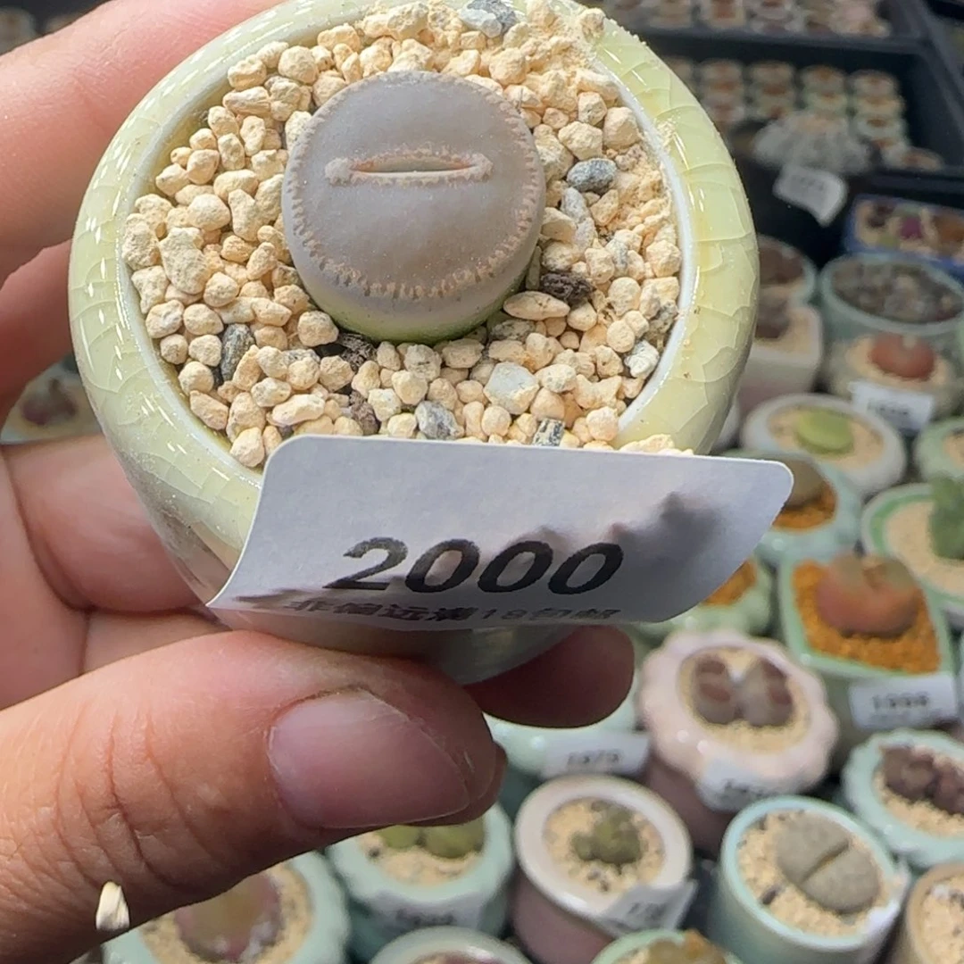 2000--一物一拍 带盆