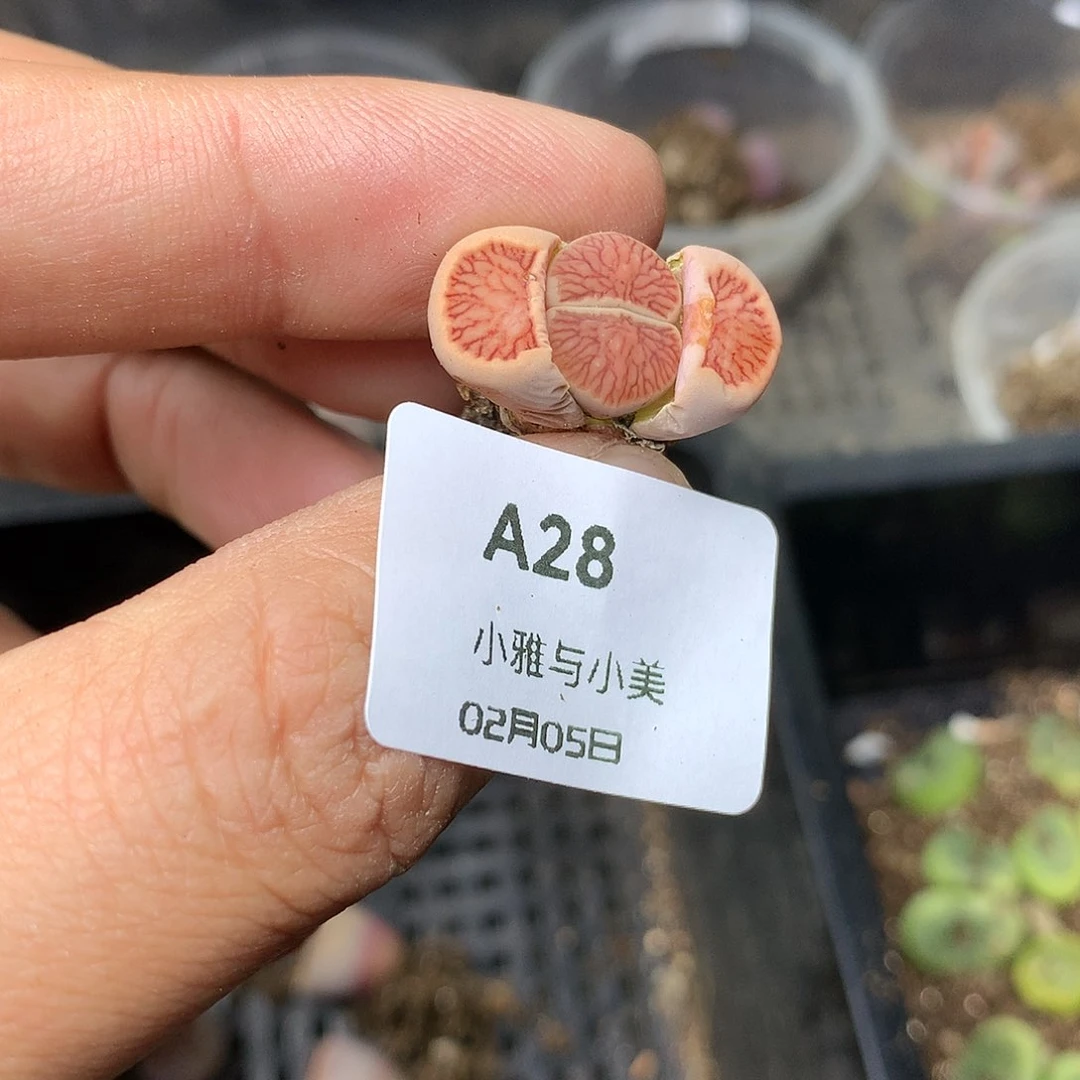 A28多肉植物保护