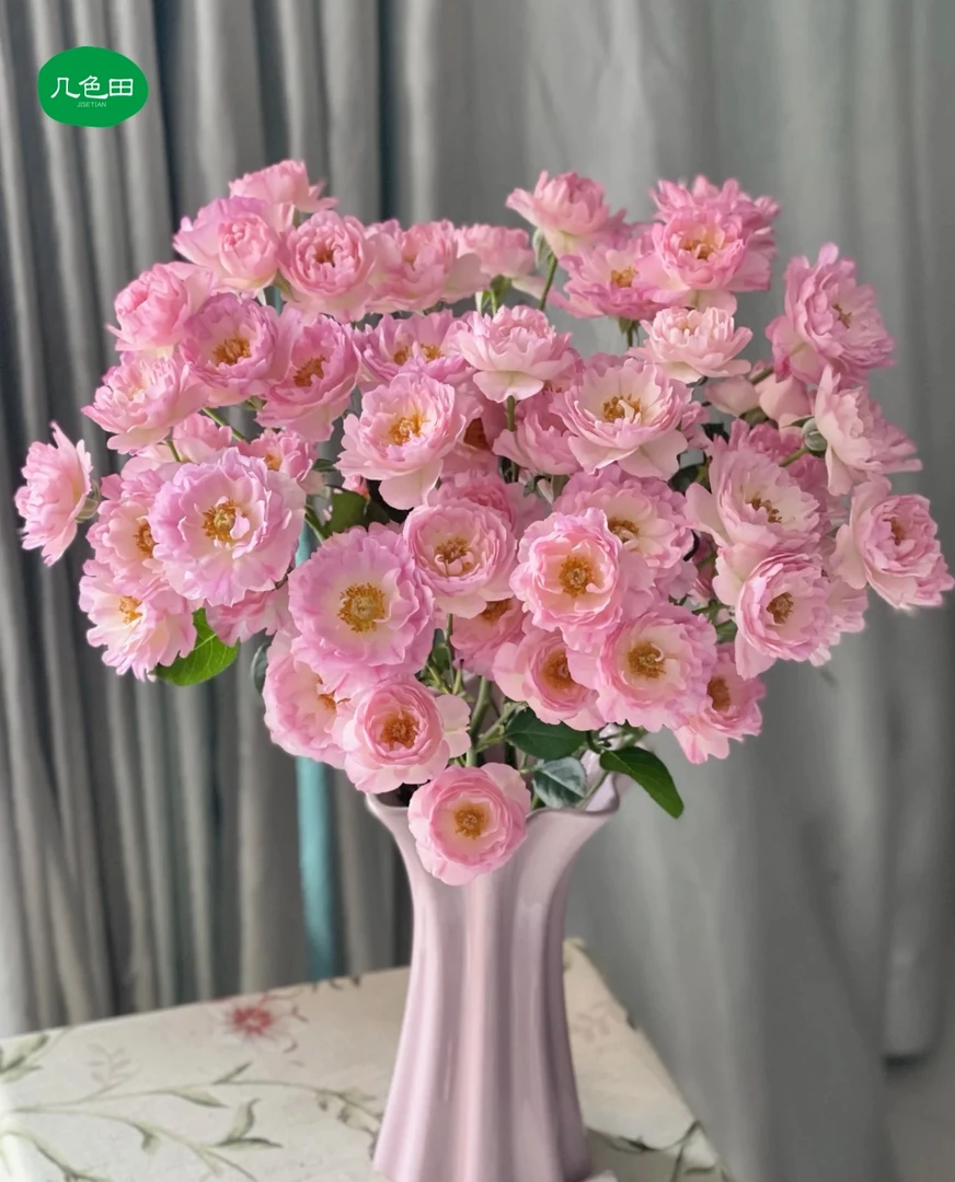 梦幻海葵----多头玫瑰云南直发鲜花云南花插花鲜花