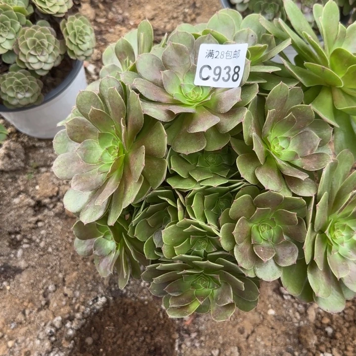 938 多肉植物不包断枝