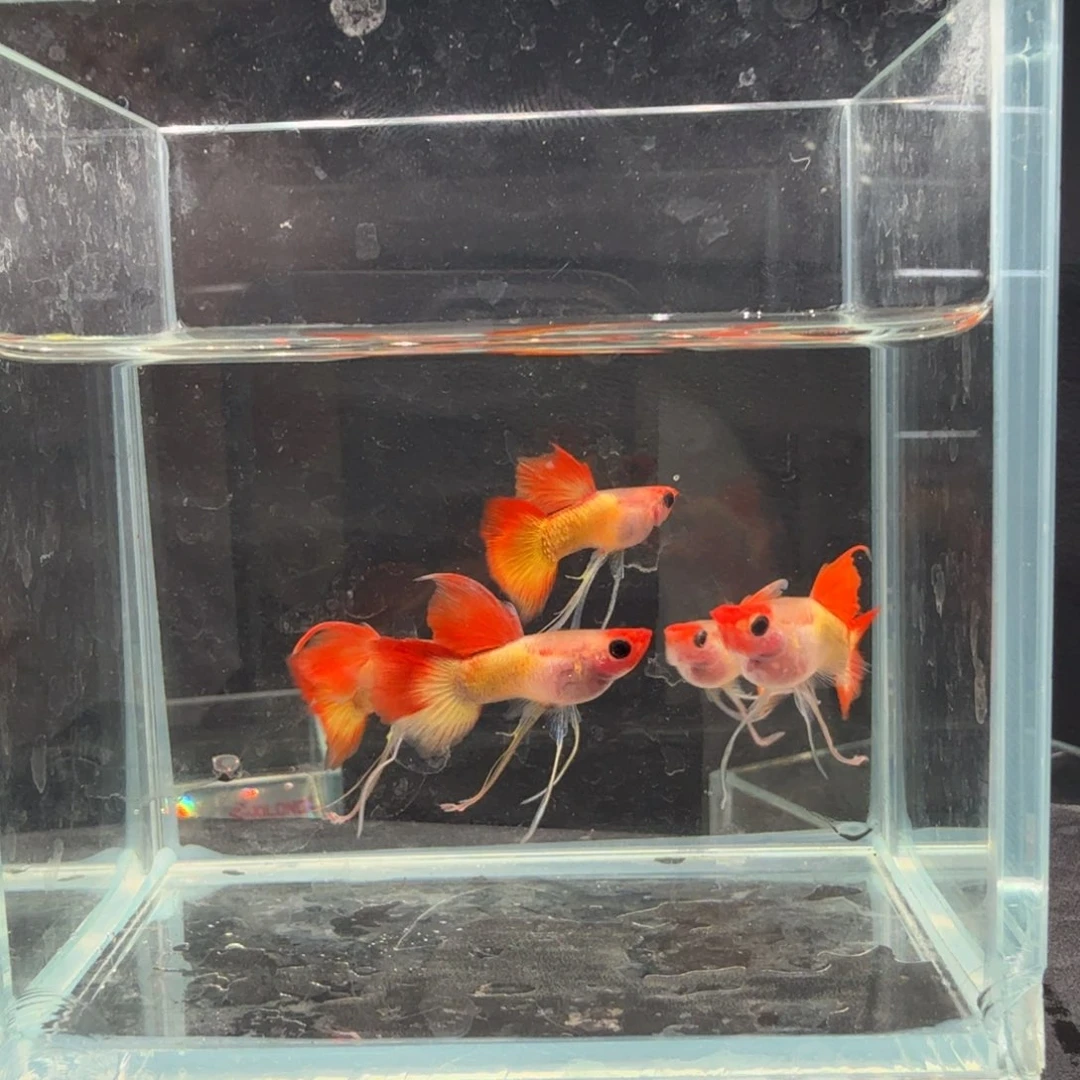 孔雀鱼落日玻璃猫五条长公