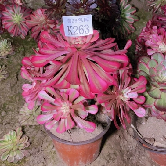 263红铜白多肉植物