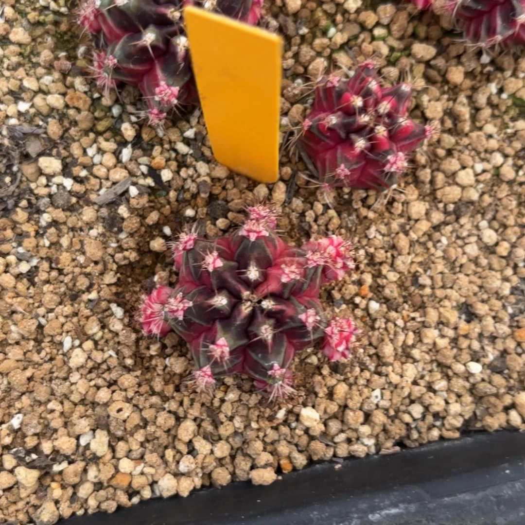 L582-0103泰国发货 小粉