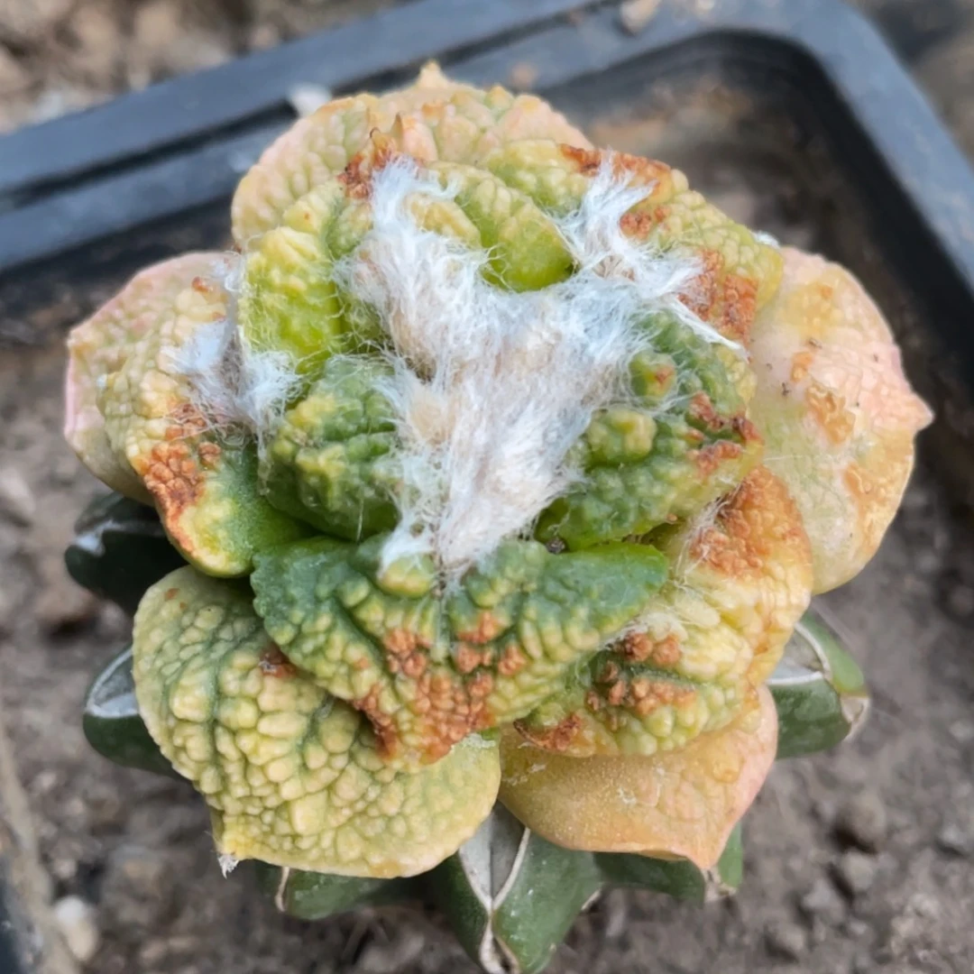 无花朵战损版033 牡丹锦