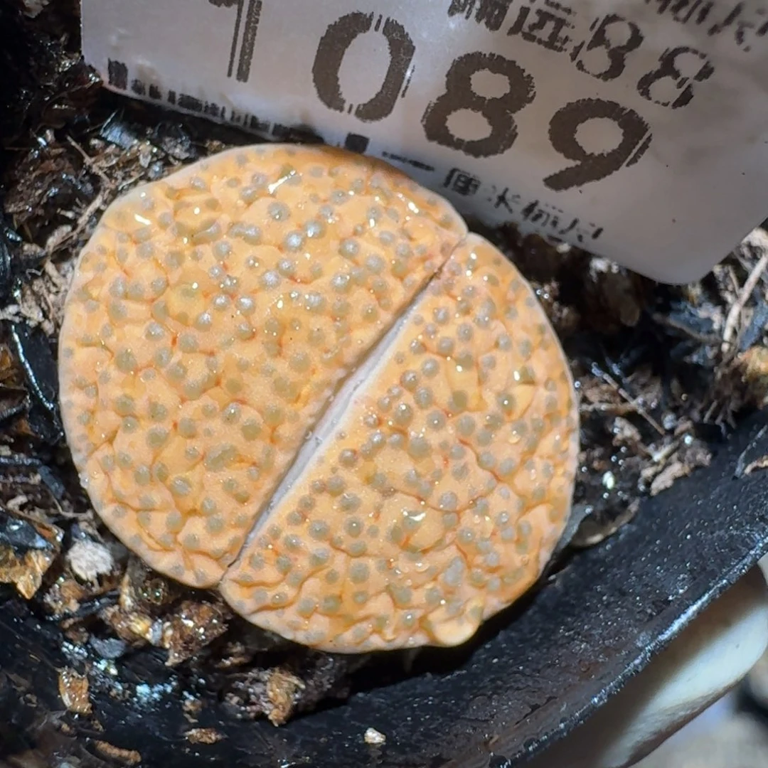 Zzzzz福利捡漏走起来1089