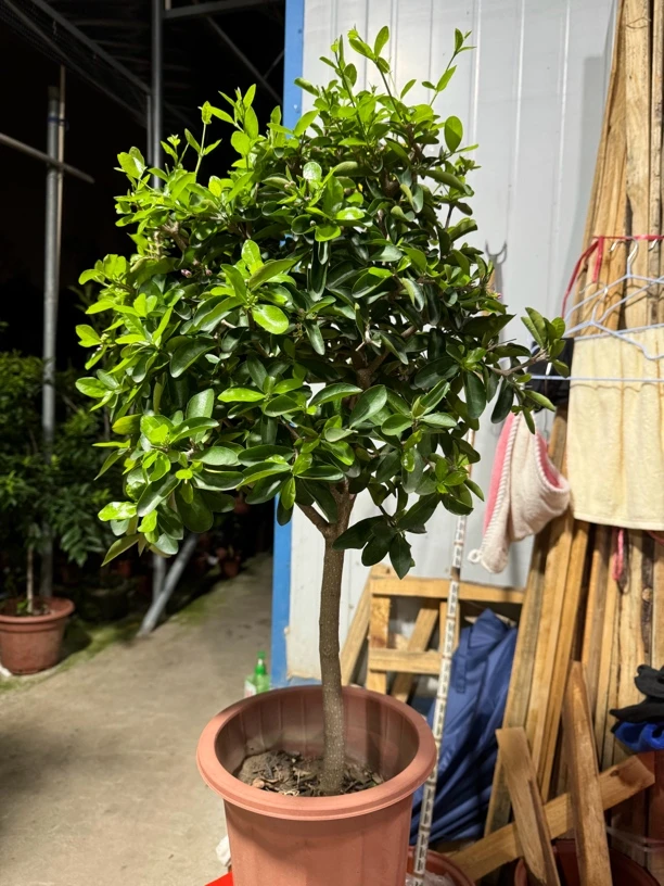 绿植直播一物一拍链接