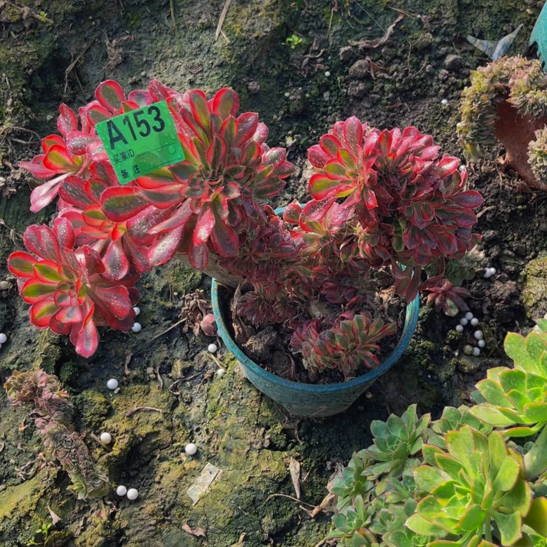 香奈儿法师缀化5-2