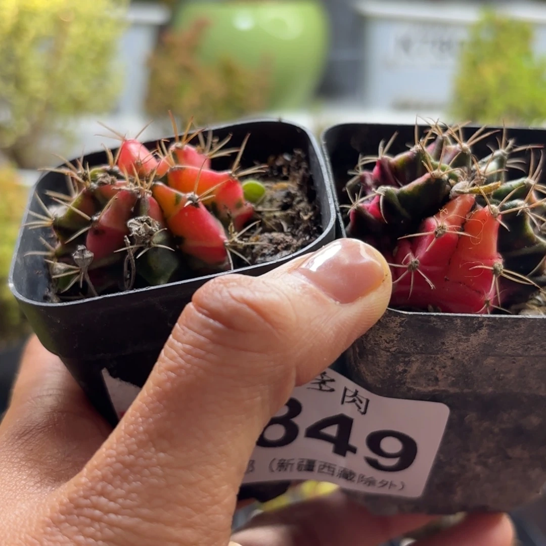 849牡丹锦仙人球哦