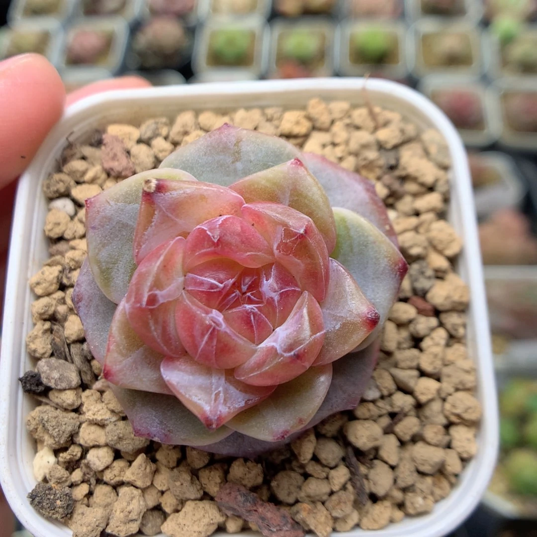 E145 ，柿子多肉20包邮两天凑单，偏远地区不发货