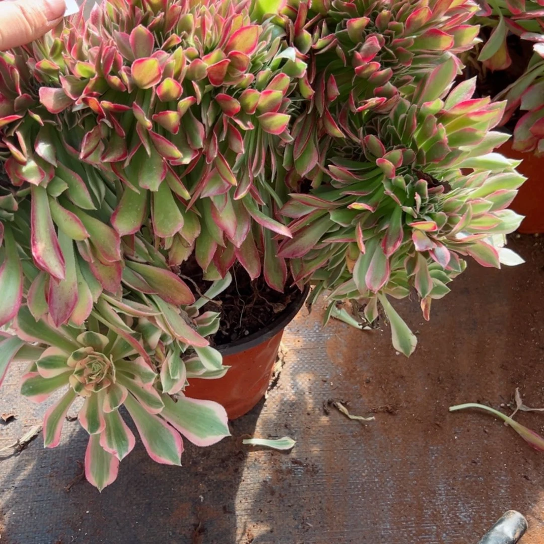 561 号多肉植物法师