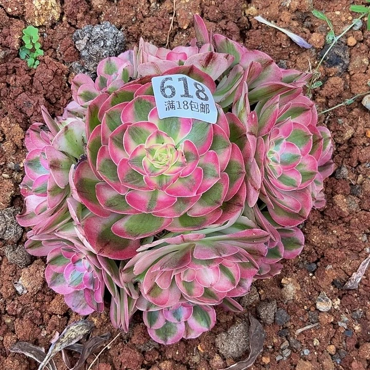 珍***618倾城朵朵无根发货