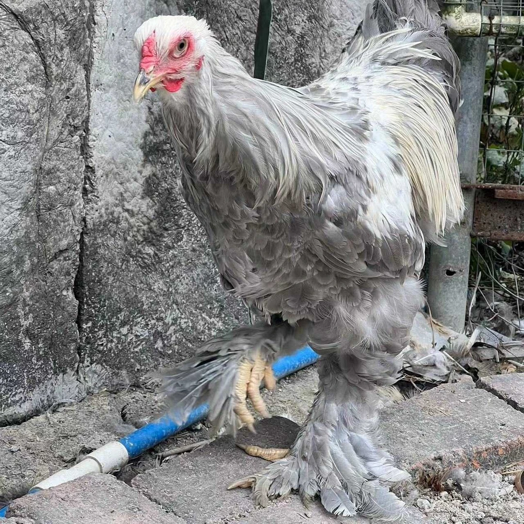 预售7月2日专属宠物观赏鸡1日龄包邮包活