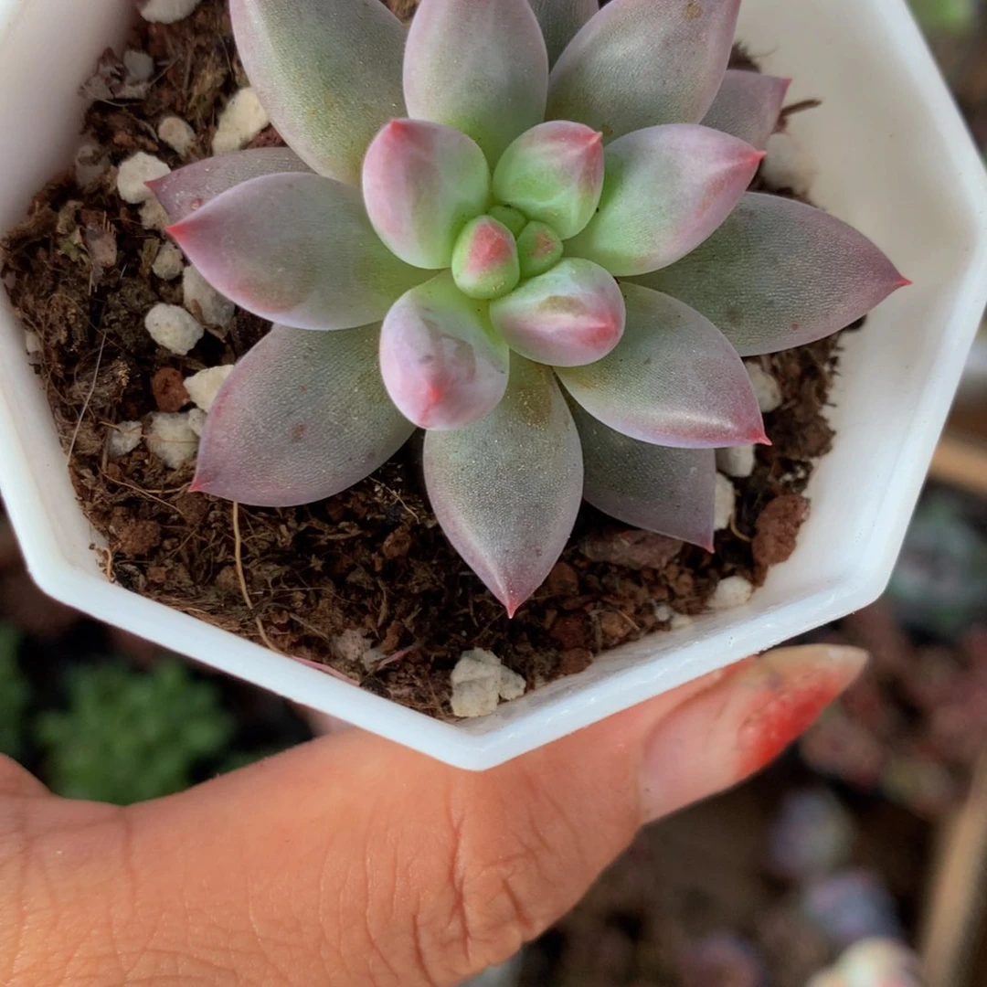 虞美人  （满9.99包邮不满9.99发叶子）