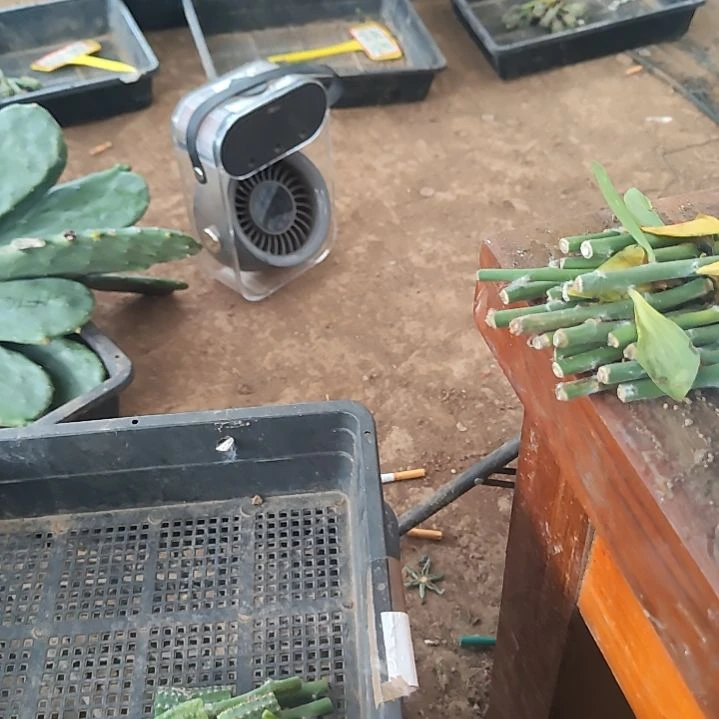 @***@十毫升爆芽素素1个