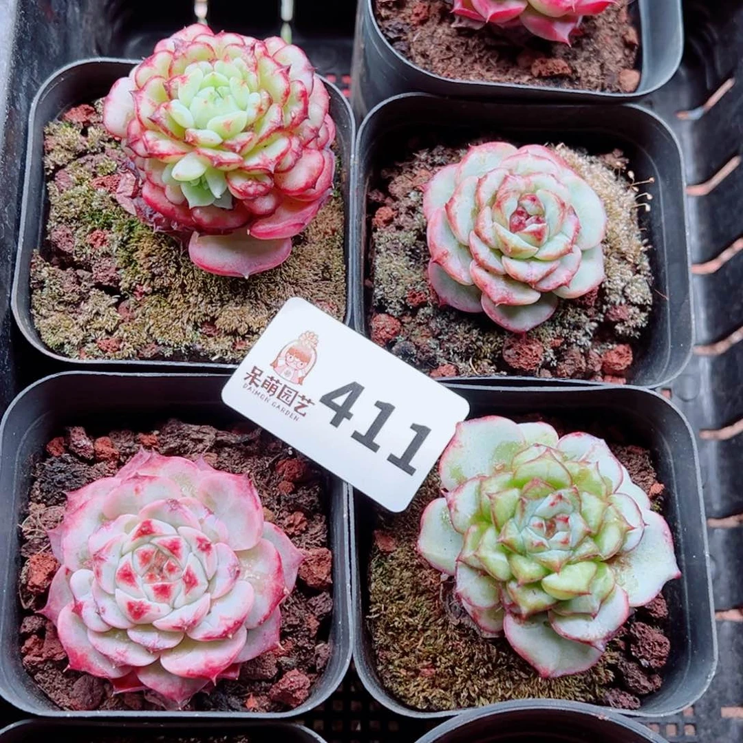 当前无花朵，栽培后可花朵爷****魔多肉植物多肉植物