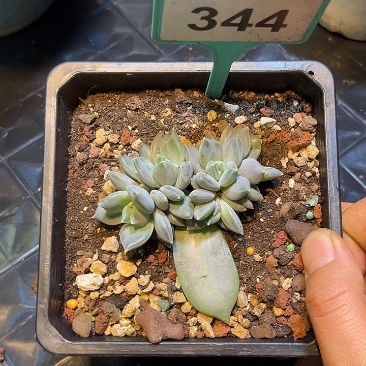 多肉植物邀月美人群344