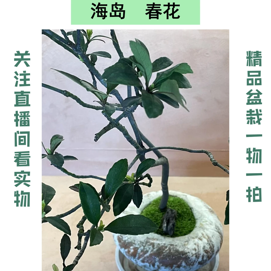 海岛春花熟桩精品茶台小飘