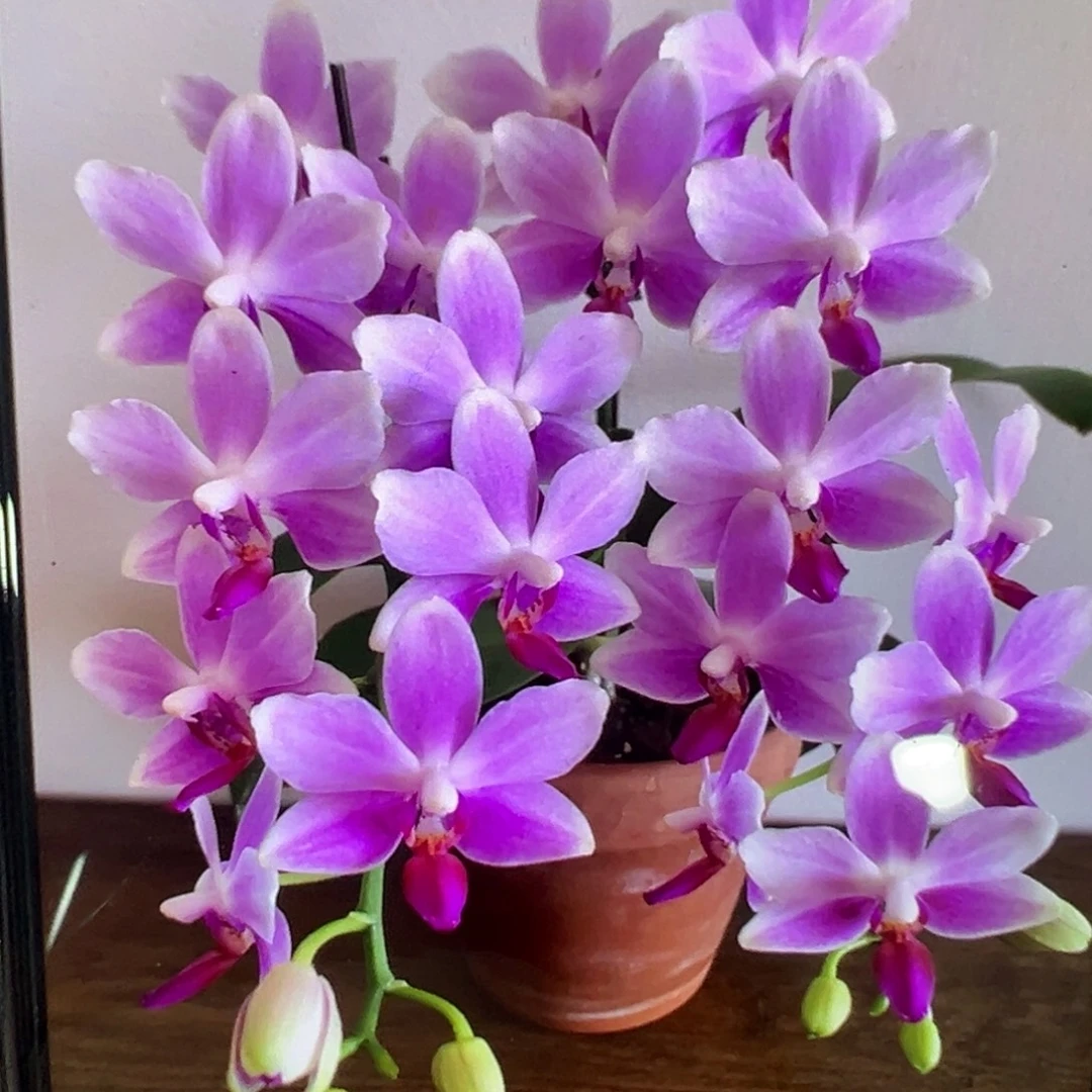 当前无花栽培后可以开花紫水仙，凑单发货
