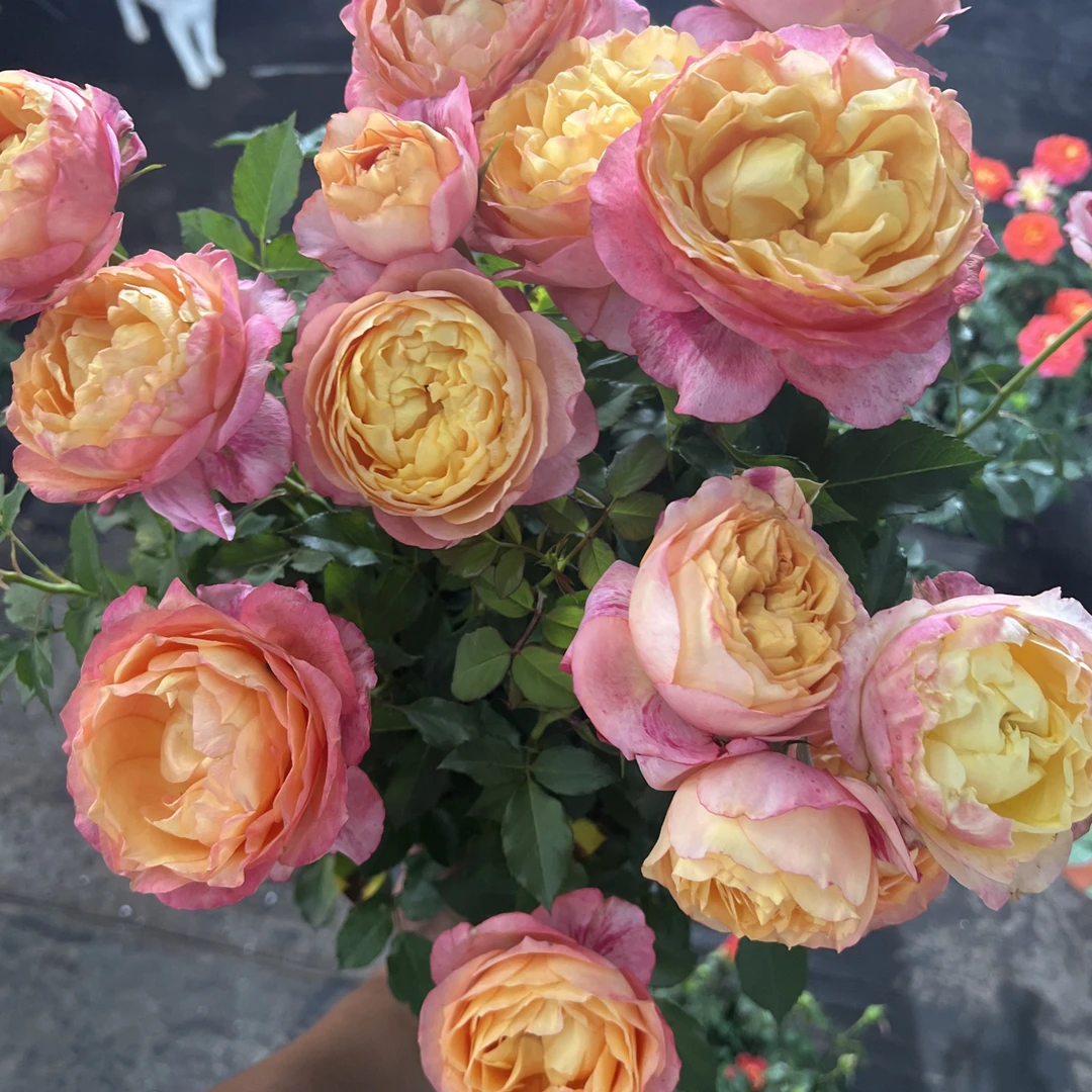 【大花美人】月季露天种植四季开花耐寒耐热花期长庭院盆栽