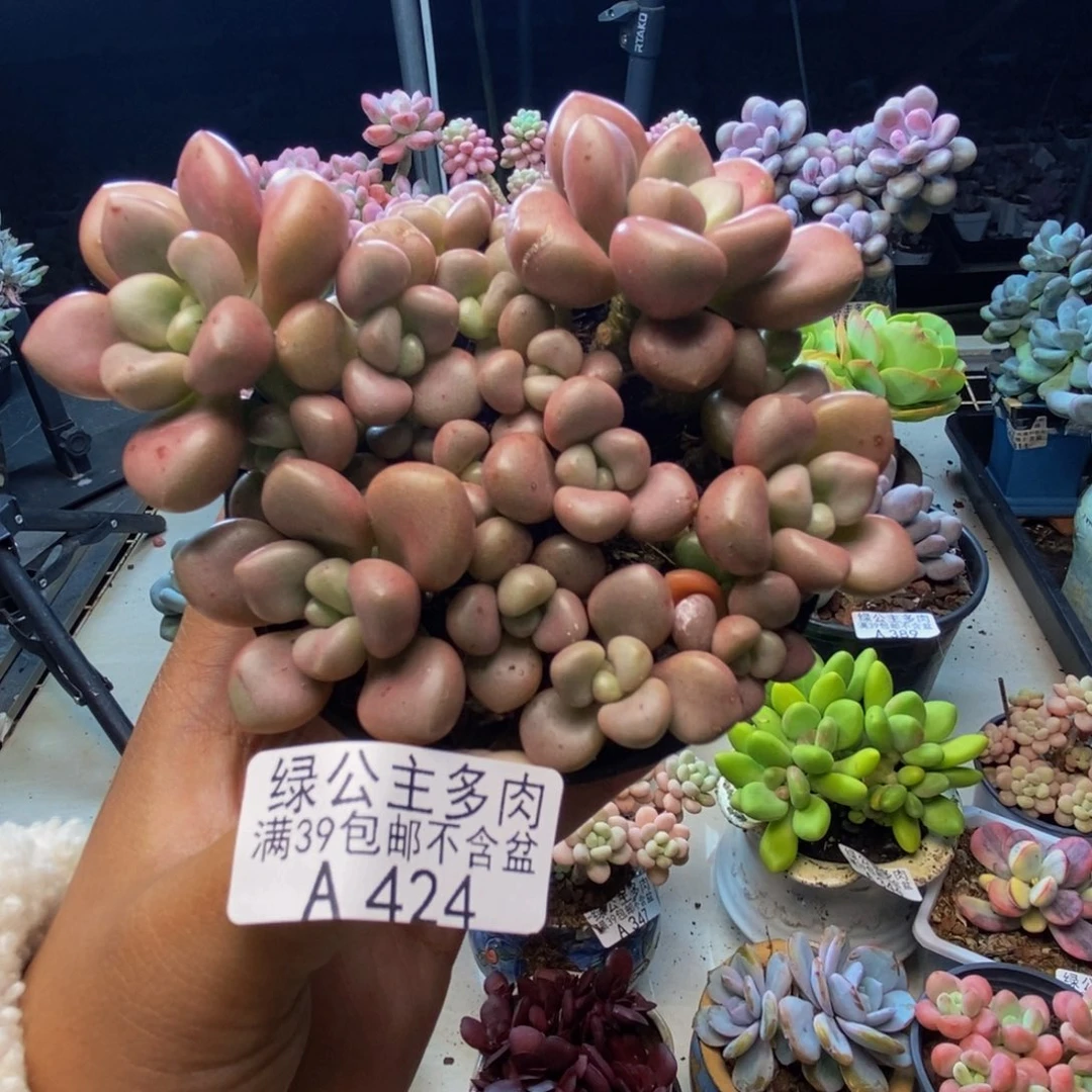 424先锋派多肉8cm