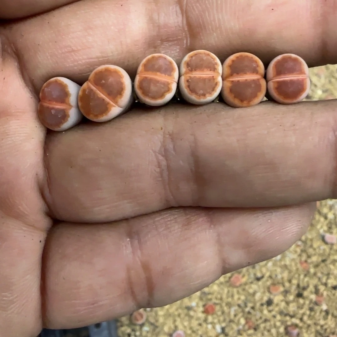 悟问生石花大棚直播