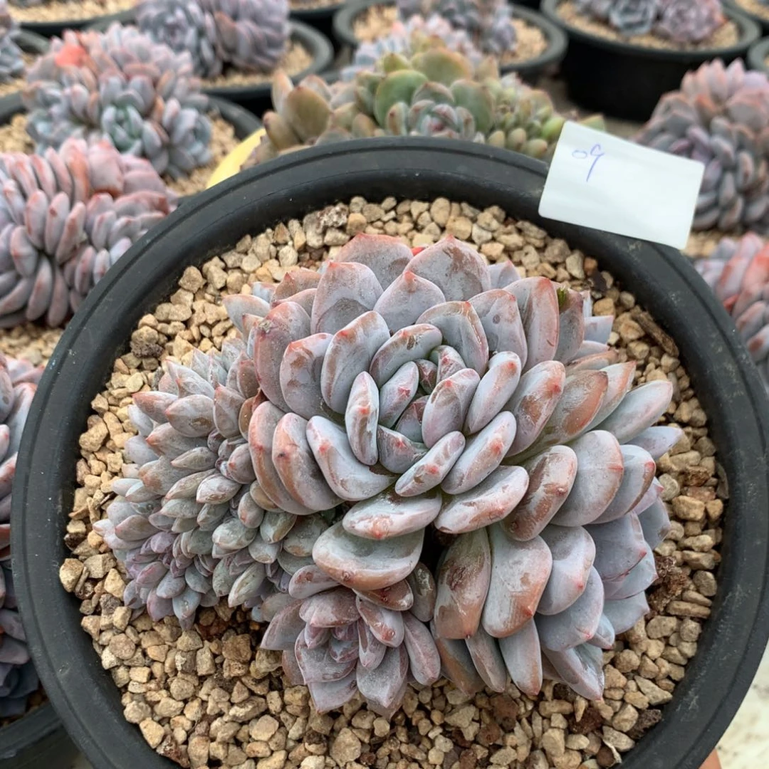 石榴籽带缀09花花