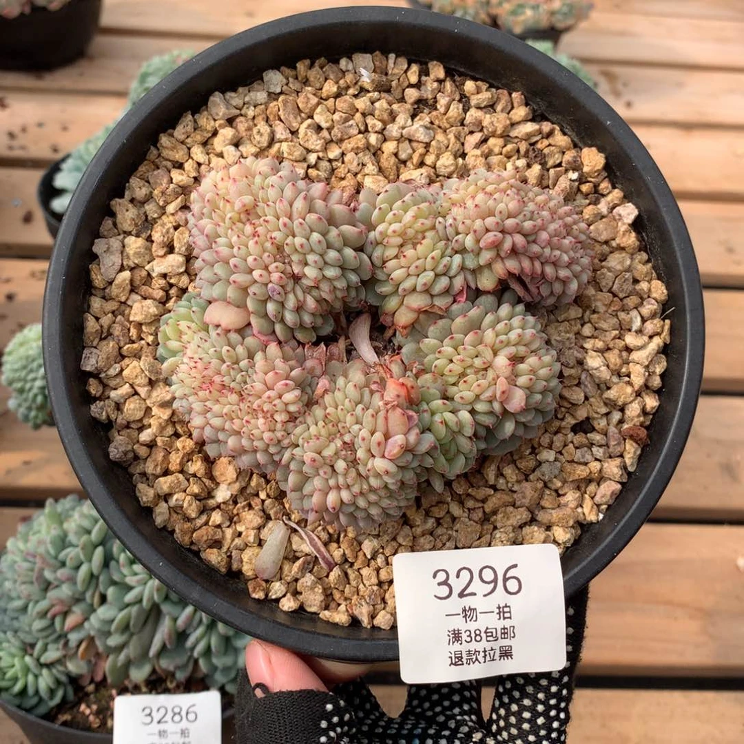 11厘米白胖子缀3296