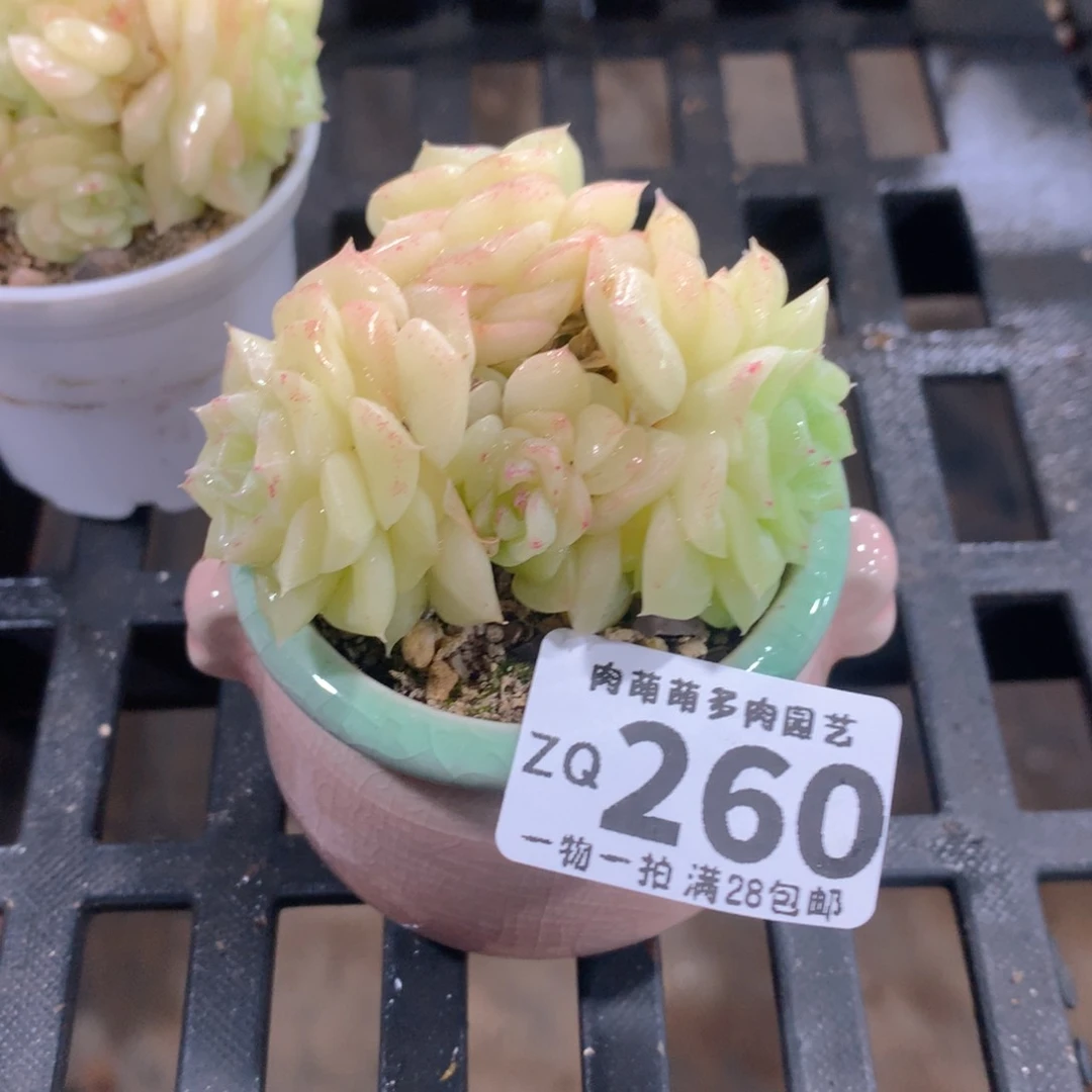 肉萌萌拇指盆精控多肉ZQ260