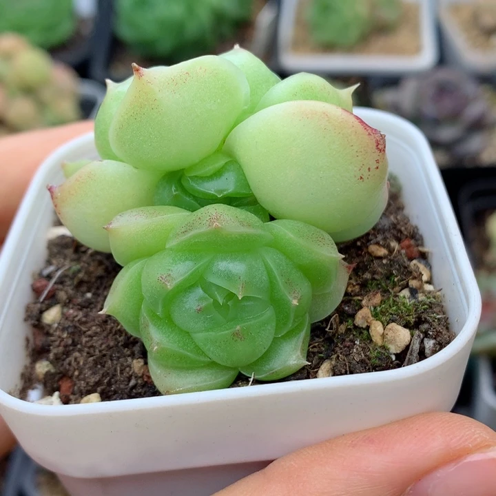 58包邮  群生不包整34