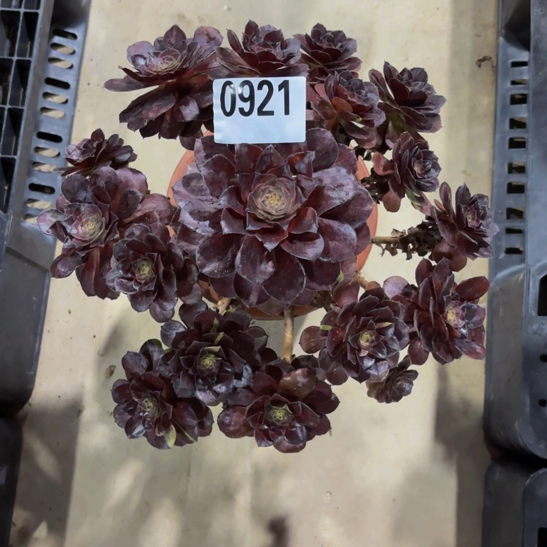 无花朵0921花花公子11111111