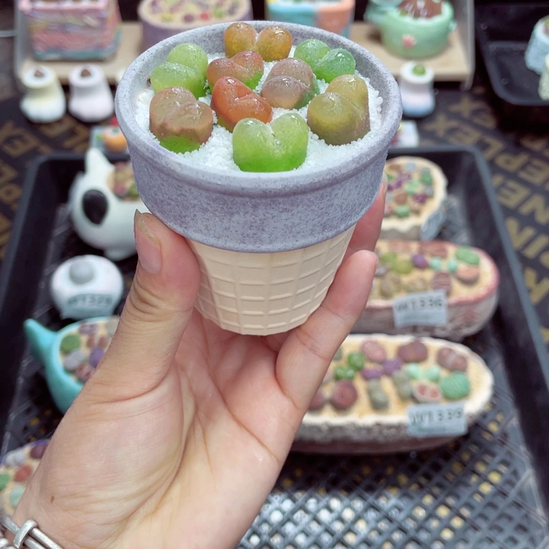 w1341 带盆土发货一物一拍